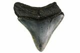 Bargain, Megalodon Tooth - North Carolina #152950-1